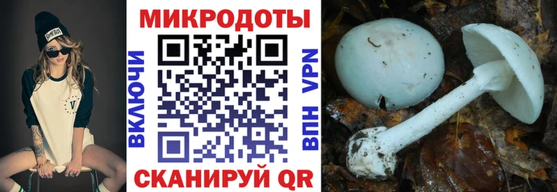 Купить Ефремов Галлюциногенные грибы Psilocybine cubensis